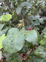 Hibiscus tiliaceus