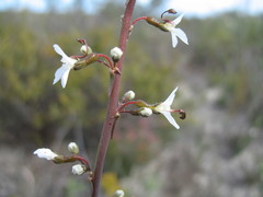 Stylidium carnosum