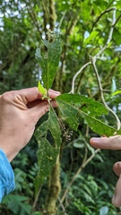 Koanophyllon pittieri