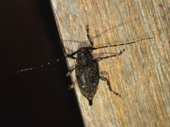 Oedopeza apicale