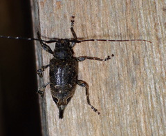 Oedopeza apicale