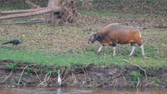 Bos javanicus birmanicus