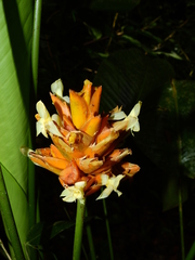 Goeppertia splendida