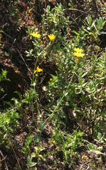 Blackstonia grandiflora