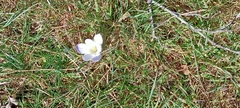 Crocus serotinus