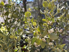 Phoradendron coryae
