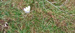 Crocus serotinus