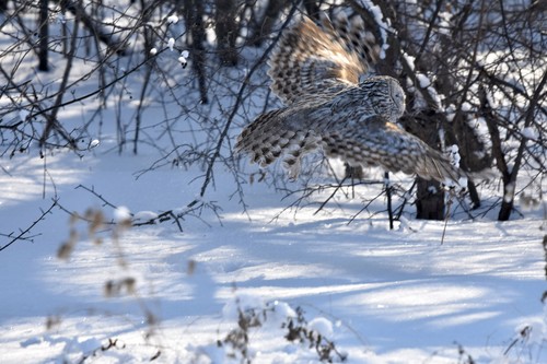 Ural Owl