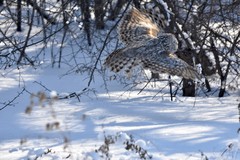 Ural Owl photo 4