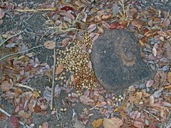 Pronolagus randensis