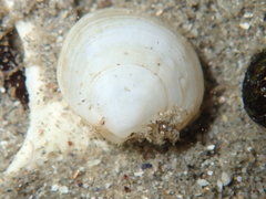 Loripes orbiculatus