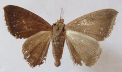 Achaea finita