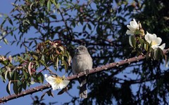Melaenornis chocolatinus