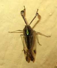 Raphiophora