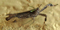Raphiophora