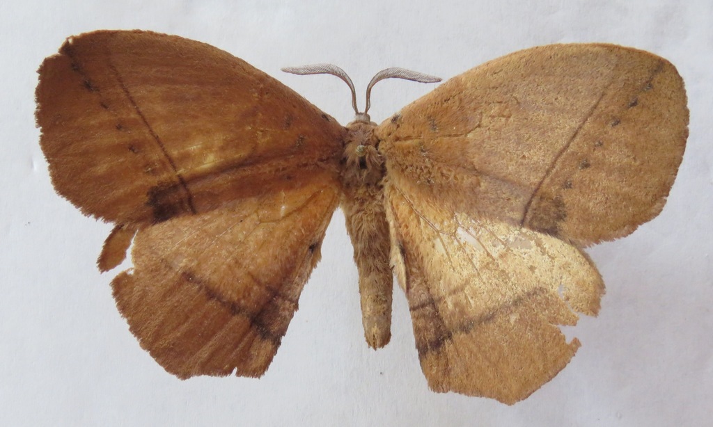 Acrojana sanguinipes
