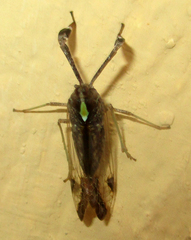 Raphiophora