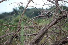 Embernagra platensis