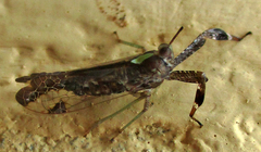 Raphiophora