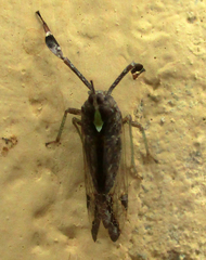 Raphiophora