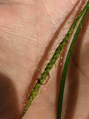 Carex hamata
