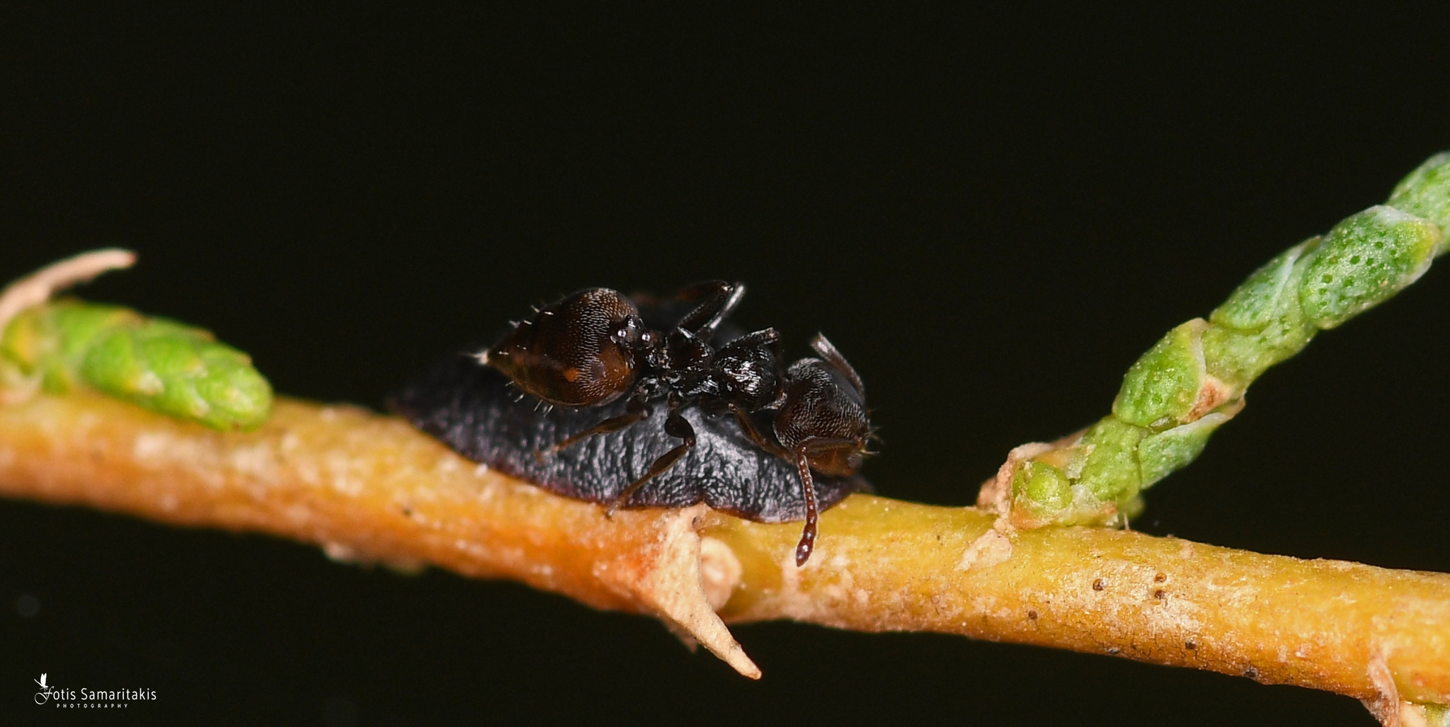 Crematogaster ariadnae