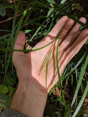 Carex hamata
