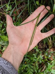 Carex hamata
