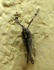 Raphiophora