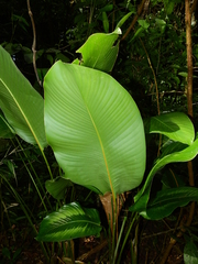 Goeppertia splendida
