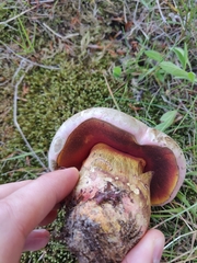 Rubroboletus satanas