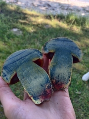 Rubroboletus satanas