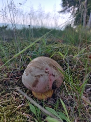 Rubroboletus satanas