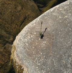 Onychogomphus forcipatus