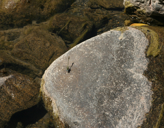 Onychogomphus forcipatus