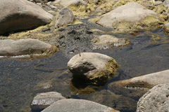 Onychogomphus forcipatus