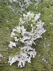 Lobarina scrobiculata