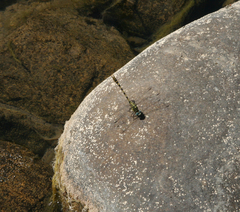 Onychogomphus forcipatus