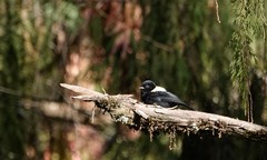 Melaniparus leuconotus