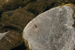 Onychogomphus forcipatus