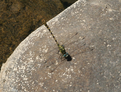 Onychogomphus forcipatus