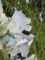 Lobarina scrobiculata