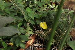 Monocostus uniflorus