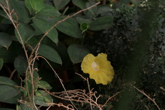 Monocostus uniflorus