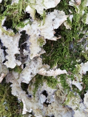 Lobarina scrobiculata