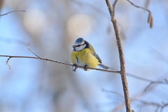 Cyanistes caeruleus