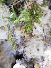 Lobarina scrobiculata