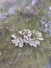 Lobarina scrobiculata