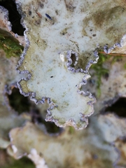 Lobarina scrobiculata