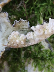 Lobarina scrobiculata